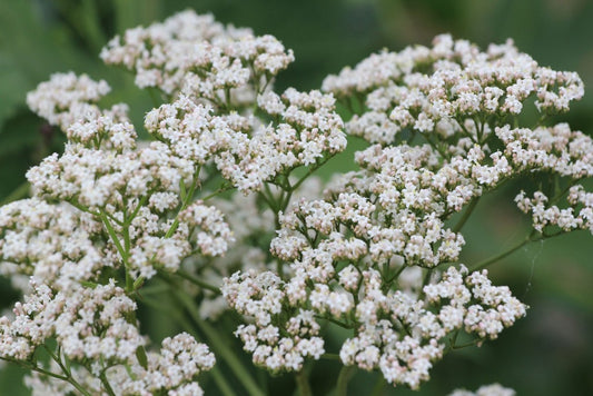 Valerian Essential Oil