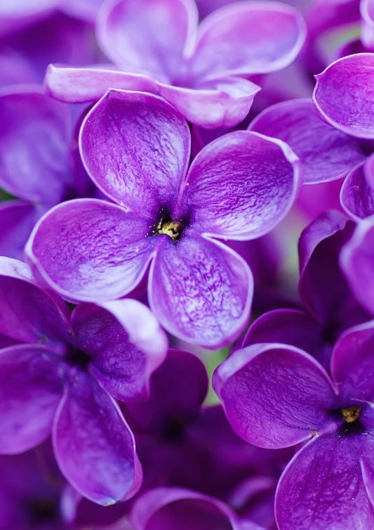 Violet Essential Oil