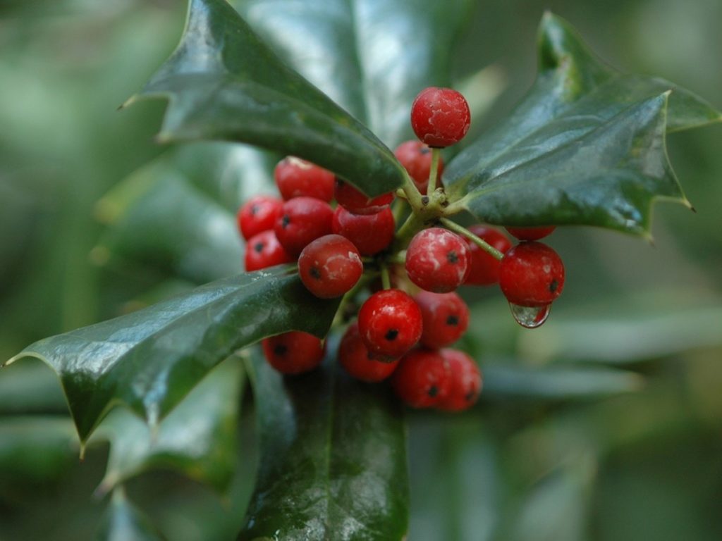 Wintergreen Essential Oil